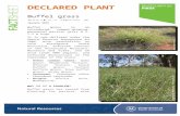 buffel - Department of Primary Industries and Regions, · Web viewDECLARED PLANT Buffel grass Cenchrus ciliaris, C. pennisetiformis January 2015 Buffel grass is an introduced, summer-growing,