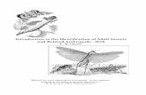 Introduction to the Identification of Adult Insects and …entnemdept.ufl.edu/choate/arthropod_id.pdf · Introduction to the Identification of Adult Insects and Related Arthropods