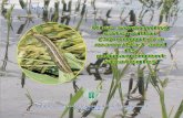 NNCIPMCIPM - National Centre for Integrated Pest … · Rice swarming caterpillar (Spodoptera mauritia) and its management strategies R.K. Tanwar1, Anand Prakash2, S.K. Panda3, N.C.