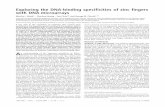 Exploring the DNA-binding specificities of zinc …arep.med.harvard.edu/pdf/Bulyk01.pdfExploring the DNA-binding specificities of zinc fingers with DNA microarrays Martha L. Bulyk*†,
