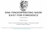DNA FINGERPRINTING MADE EASY FOR FORENSICSusers.stlcc.edu/departments/fvbio/DNA_Fingerprinting...1 DNA FINGERPRINTING MADE EASY FOR FORENSICS Presented by Eilene Lyons The St. Louis