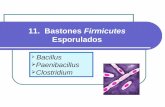 11. Bastones Firmicutes - jamontaraz.files.wordpress.com · the bacterium that causes the disease anthrax, as ... Los cadáveres sospechosos (comúnmente no presentan rigor mortis,