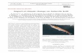 Impact of climate change on Antarctic krill - int-res.com · Flores et al.: Krill and climate change decrease in krill abundance in the SW Atlantic sec-tor, paralleled by a decline