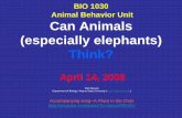 BIO 1030 Animal Behavior Unit Can Animals (especially ...drnissani.net/MNISSANI/BIO1030/ElephPres/DoAnimalsThink.pdf · Animal Behavior Unit Can Animals (especially elephants) Think?