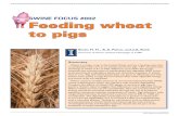 SWINE FOCUS #002 Feeding wheat to pigs - Hans H. …nutrition.ansci.illinois.edu/sites/default/files/SwineFocus002.pdfSWINE FOCUS #002 Feeding wheat to pigs - Hans H. Stein ... a