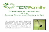 Dragonflies & Damselflies of the Canopy Tower and … and damselfly checklist.pdfDragonflies & Damselflies of the Canopy Tower and Canopy Lodge . PANAMA ODONATA Panama is rich in dragonflies