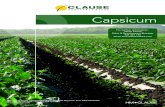 Capsicum - HM.CLAUSE€¦ · Capsicum For further information : Johan Fourie Sales & Development Manager 021 521 744 johan.fourie@hmclause.com HM.Clause Pacific - 440 Frankley Road,