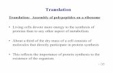 Translationcmalone/pdf360/Ch14-2translation.pdf · 1 Translation Translation: Assembly of polypeptides on a ribosome ¥Living cells devote more energy to the synthesis of proteins