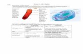 Biology 1-2 Unit 2 Reading Cells: Prokaryotes and ... · organisms. Bacteria are prokaryotes. They are found only in single-celled and colonial organisms. LACK A NUCLEUS ... A true
