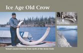 Ice Age Old Crow - Tourism and Culture - Department of ...tc.gov.yk.ca/publications/ice_age_old_crow.pdfICe age OLd CrOw 3 Introduction The remote village of Old Crow is Yukon’s