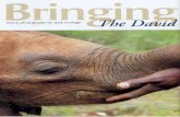 Africa Geographic Article 2005 - David Sheldrick Wildlife ... Geographic article... · camera bag, sucking my fingers and ... At five years old, these elephants were ... gangs of