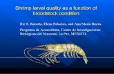 Shrimp larval quality as a function of broodstock condition · Shrimp larval quality as a function of broodstock. condition. ... Final criteria in studies of broodstock management