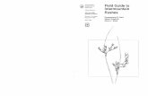 Field guide to lntermountain rushes - Tamarisk Coalition Guide to lntermountain Rushes Emerenciana G. Hurd ... and septate-nodulose; inflores- ... Roots Pistil r