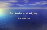 [PPT]Bacteria and Algae - Hatboro-Horsham School District / … · Web viewChapters 6-7 Marine bacteria Small, prokaryotic cells Reproduce asexually via binary fission 3 forms Chemosynthetic