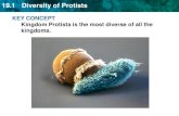 KEY CONCEPT Kingdom Protista is the most diverse …s3.amazonaws.com/scschoolfiles/222/bio_ch19_ppt.pdf19.2 Animal-like Protists • Some protozoa move with cilia. macronucleus food