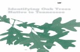 Identifying Oak Trees Native to Tennessee Oak Trees Native to Tennessee Using ‘Brief Recognizable Features’ David Mercker, Extension Specialist David Buckley, Assistant Professor