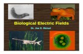 Biological Electric Fields - Department of Physics · all living organisms produce some level of electric ... 4/5 of body packed with electricity-producing organs ... pair of organs