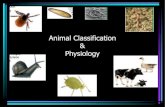 Animal Classification Physiology - St. Francis College ... · Animal Classification & ... •Write down a short description of a earthworm ... Parasites • A parasite lives on another