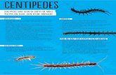 CenTiPedEs - Landcare Research · CenTiPedEs loTs of legs • Centipedes have many-segmented ﬂ attened bodies with a pair of jointed legs that stick out from the side of each segment.