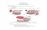 Digestive System - The University of Arizona · Digestive System ANS 215 Physiology and Anatomy of Domesticated Animals I. Digestive Tract A. Animals are classified according to the