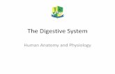 The Digestive System - The Blackboard · Overview of the Digestive System •The function of the digestive system is to break down foods, release their nutrients, and absorb those