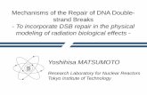 Mechanisms of the Repair of DNA Double- strand Breaksmanabe/ppt/yoshihisamatsumoto.pdf · Mechanisms of the Repair of DNA Double-strand Breaks-To incorporate DSB repair in the physical