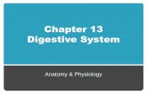 Chapter 13 Digestive System - Welcome to Miss …loulousisbiology.weebly.com/.../3/21932052/chapter_13_-_digestive.pdfChapter 13 Digestive System Anatomy & Physiology. ... liver, and