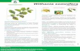 Withania somnifera - Natural Remediesnaturalremedy.com/Withania somnifera.pdf · What is Withania somnifera? Adaptogen An ideal “Adaptogen” l l l Biological actions of ashwagandha