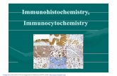 Immunhistochem ENG 2013v [Kompatibilis mód]web.med.u-szeged.hu/.../2nd_semester/cell_p/Immunhistochem.pdfperoxidase(HRP). Some secondary antibodies are conjugatedto fluorescentagents,