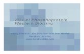 2D Gel Phosphoprotein Western blotting Gel Phosphoprotein Western blotting ... mostly to Columbiaoutsource the final MS, mostly to Columbia ... (goat anti-mouse HRP conjugated*) ...