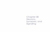 Chapter 48 Neurons, Synapses, and Signalingmsliutdsb.weebly.com/.../chapter_48_-_neurons,_syna… ·  · 2015-05-27Chapter 48 Neurons, Synapses, and Signaling . Concept 48.1 Neuron