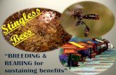 Bagaimana Memulakan Projek Lebah Madu - iipm.com.my€¦ · sustaining benefits” BEES Honey Bee (Apis) Trigona Bee (Kelulut) Sting Stingless (Apiculture) (Meliponiculture) Products