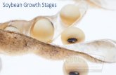 Soybean Growth Stages - Cool Bean – The latest soybean …€¦ ·  · 2018-01-17Leaf Scars Soybean Growth Stages. trifoliolate leaf (3 leaflets) unifoliolate leaf. cotyledons.