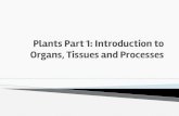 Plants Part 1: Introduction to Organs, Tissues and Processes · Kingdom Archaebacteria Eubacteria Protista Fungi Plantae Animalia Do they have a nucleus in their ... following slides