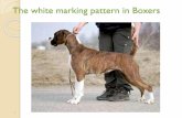 The white marking pattern in Boxers - NORSK … · The white marking pattern in Boxers 1. ... fact that one of the white puppies is the best ... Boxerens hvite tegniger Author: