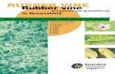 Cryptostegia grandiflora in Queensland · RUBBER VINE PEST STATUS REVIEW SERIES - LAND PROTECTION BRANCH Rubber vine (Cryptostegia grandiflora) in Queensland Edited by …