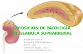 EXPOSICION DE PATOLOGIA DE GLADULA … · •GLANDULAS SUPRARRENALES Cambio hialino de Crooke (mas frecuente, por elevadas concentraciones de glucocorticoides), el citoplasma granular