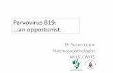 Parvovirus B19: an opportunist. - Southern African HIV ... - Susan Louw - Parvo virus...Parvovirus B19: Immune response In immune compromised e.g. HIV: • New Parvo infection or reactivation