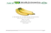IQRA JUNEJO - Pakissan.com REPORT O… · A TECHNICAL GUIDE BOOK OF BANANA PREPARED AND COMPILED BY IQRA JUNEJO SUPERVISED BY ... 4 Major districts of Banana cultivation in …