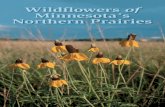 Wildflowers of Minnesota's northern prairiesfiles.dnr.state.mn.us/natural_resources/prairies/wildflowers.pdf · Flowers tulip-shaped, ... Blooms in May-June. Delicate ... Zizia aurea,