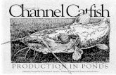 Channel Catfish Production In Ponds - ACES.edu · Breakdown of total costs for a catfish ... 3,500 Fish Stocked Per Acre; 20 Lb./l,000 Beginning Weight; 2 Lb. ... conversion ratio