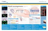 Adult neurogenesis Abcam · Neurogenesis in the adult olfactory bulb Olfactory bulb Rostral migratory stream Dentate gyrus C cell Progenitor cell division (Expansion) B cell “Stem