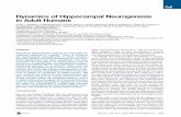 Dynamics of Hippocampal Neurogenesis in Adult Humans · Dynamics of Hippocampal Neurogenesis in Adult Humans Kirsty L. Spalding,1,8 Olaf Bergmann,1,8 Kanar Alkass,1,2 Samuel Bernard,3