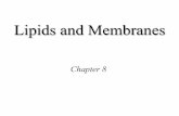 Lipids and Membranes - Saddleback College · Lipids and Membranes ... Illustration of a Cell Membrane • Because they are amphipathic, phospholipids are effective as emulsifying
