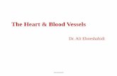 The Heart & Blood Vessels - Los Angeles Mission College of Heart and blood Vessels 1. The heart is an essential pumping organ in the cardiovascular system where the right heart pumps