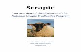 Scrapie - IN.gov · Tissue specimens for non expos ed animals ... Distinguish between the Accelerated Scrapie ... Scrapie is the oldest known Transmissible Spongiform ...