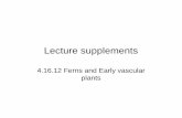 4.16.12 Ferns and Early vascular plants - Napa Valley College ·  · 2014-08-06Equisetum: vegetative vs ... Strobilus Spermatogenous Immature tissue (n) archegonium Egg (n). ...