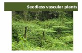 Seedlessvascularplants - Napa Valley College€¦ ·  · 2014-08-06• Stems with terminal sporangia ... Equisetum (horsetails) Homosporus Spores with elaters •Photosynthetic shoot