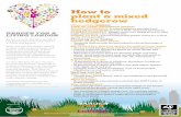 How to plant a mixed hedgero to plant a... · might otherwise be a hot, exposed site. WHERE TO BUY: A good independent garden ... How to plant a mixed hedgerow (cont’d) Planting