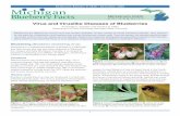 Virus and Viruslike Diseases of Blueberriesmsue.anr.msu.edu/uploads/files/E3048.pdf · Virus and Viruslike Diseases of Blueberries ... Blueberry aphid ... In New Jersey, it is also